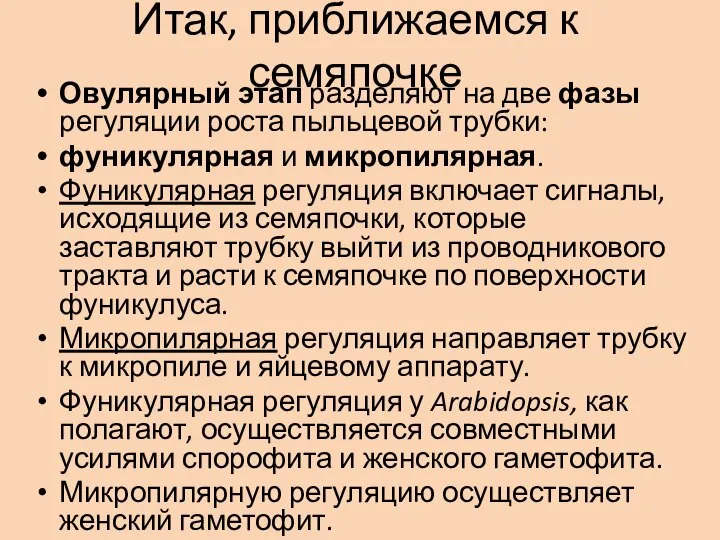 Итак, приближаемся к семяпочке Овулярный этап разделяют на две фазы регуляции роста