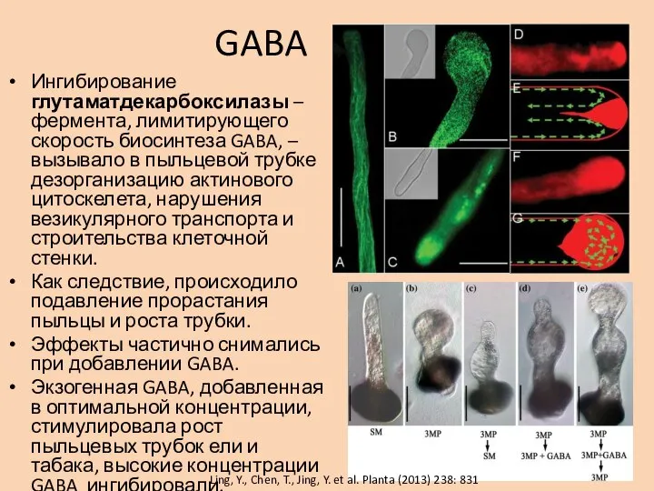 GABA Ингибирование глутаматдекарбоксилазы – фермента, лимитирующего скорость биосинтеза GABA, – вызывало в