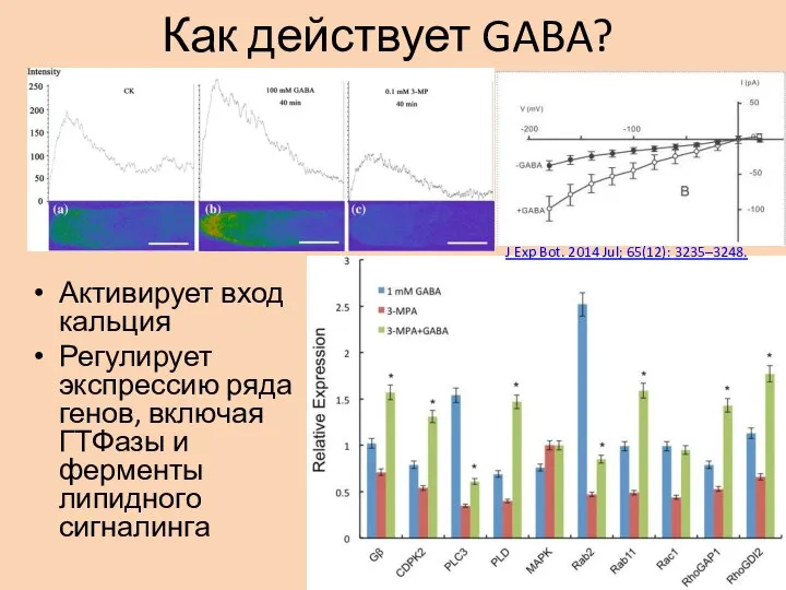 Как действует GABA? Активирует вход кальция Регулирует экспрессию ряда генов, включая ГТФазы