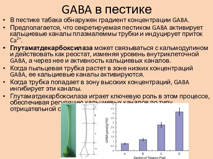 GABA в пестике В пестике табака обнаружен градиент концентрации GABA. Предполагается, что