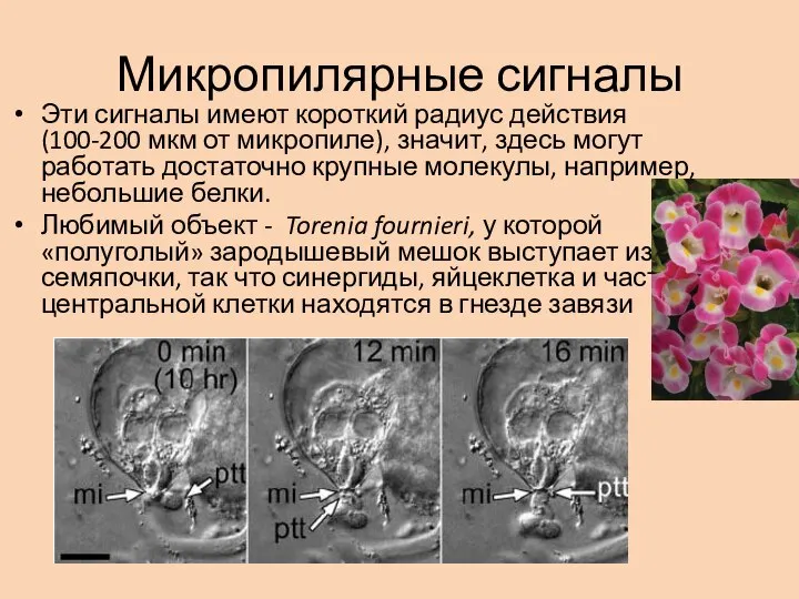 Микропилярные сигналы Эти сигналы имеют короткий радиус действия (100-200 мкм от микропиле),