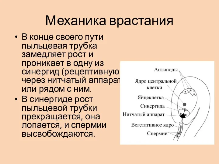 Механика врастания В конце своего пути пыльцевая трубка замедляет рост и проникает