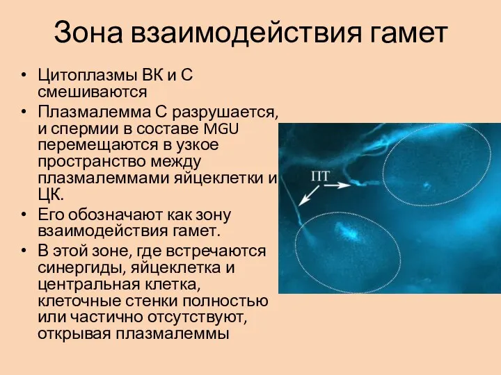 Зона взаимодействия гамет Цитоплазмы ВК и С смешиваются Плазмалемма С разрушается, и