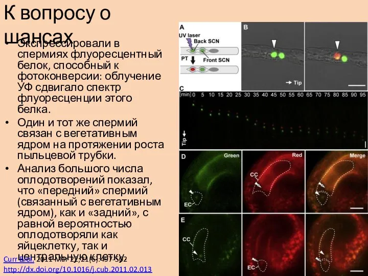 Экспрессировали в спермиях флуоресцентный белок, способный к фотоконверсии: облучение УФ сдвигало спектр