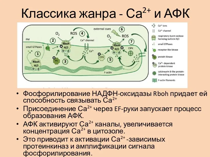 Классика жанра - Са2+ и АФК Фосфорилирование НАДФН-оксидазы Rboh придает ей способность