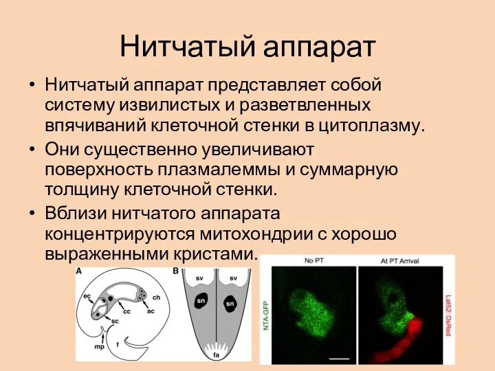 Нитчатый аппарат Нитчатый аппарат представляет собой систему извилистых и разветвленных впячиваний клеточной