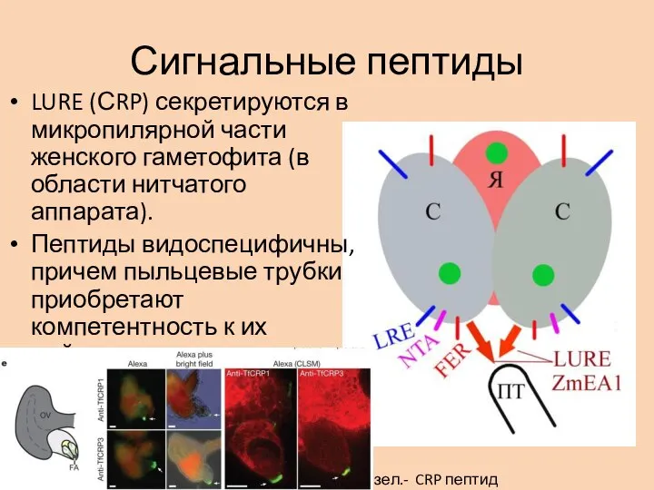 Сигнальные пептиды LURE (СRP) секретируются в микропилярной части женского гаметофита (в области