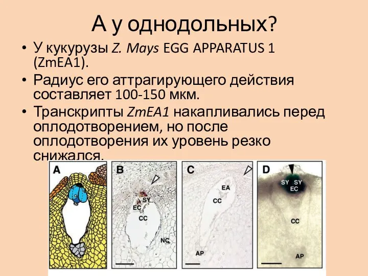 А у однодольных? У кукурузы Z. Mays EGG APPARATUS 1 (ZmEA1). Радиус