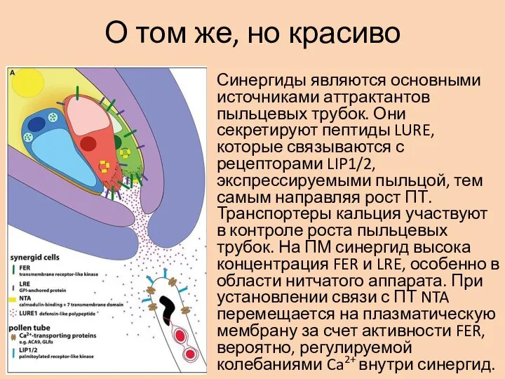 О том же, но красиво Синергиды являются основными источниками аттрактантов пыльцевых трубок.