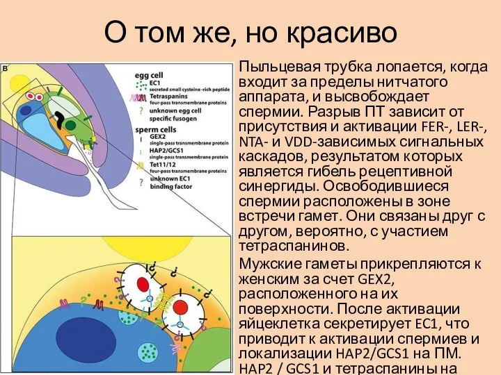 О том же, но красиво Пыльцевая трубка лопается, когда входит за пределы