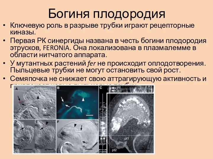 Богиня плодородия Ключевую роль в разрыве трубки играют рецепторные киназы. Первая РК