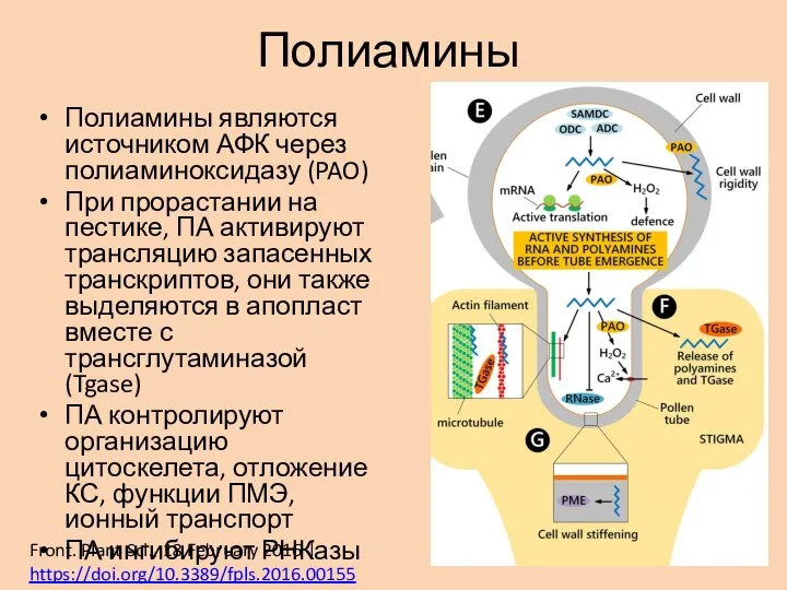 Полиамины Полиамины являются источником АФК через полиаминоксидазу (PAO) При прорастании на пестике,