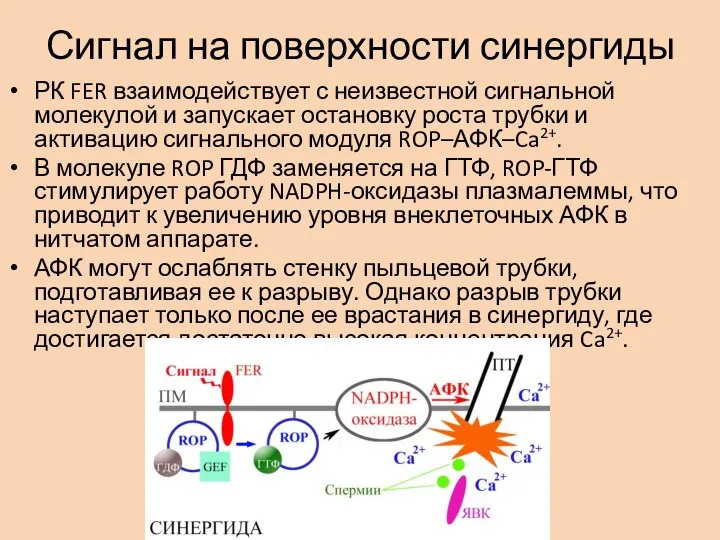 Сигнал на поверхности синергиды РК FER взаимодействует с неизвестной сигнальной молекулой и