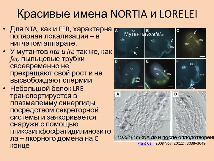 Красивые имена NORTIA и LORELEI Для NTA, как и FER, характерна полярная