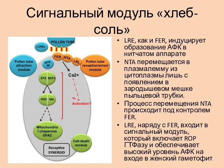 Сигнальный модуль «хлеб-соль» LRE, как и FER, индуцирует образование АФК в нитчатом