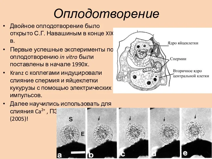 Оплодотворение Двойное оплодотворение было открыто С.Г. Навашиным в конце XIX в. Первые