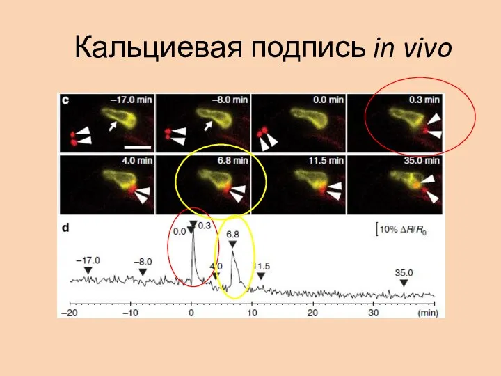 Кальциевая подпись in vivo