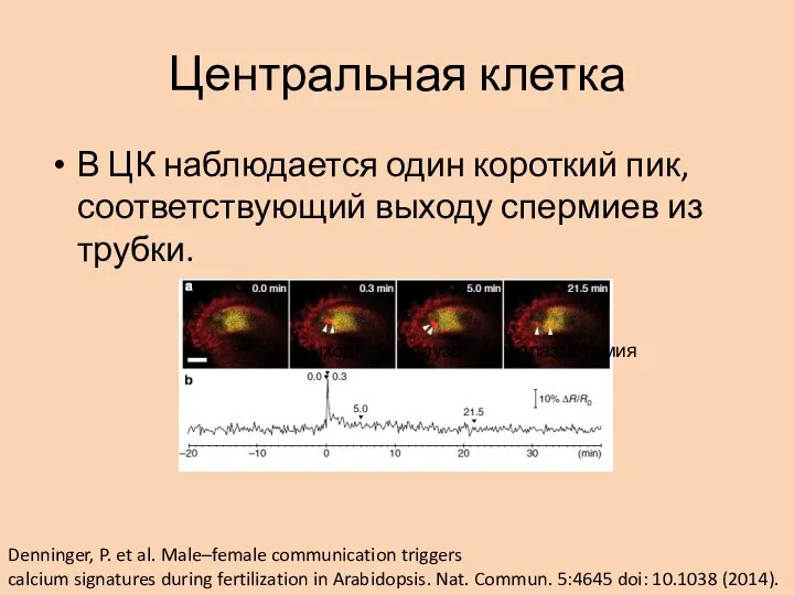 Центральная клетка В ЦК наблюдается один короткий пик, соответствующий выходу спермиев из