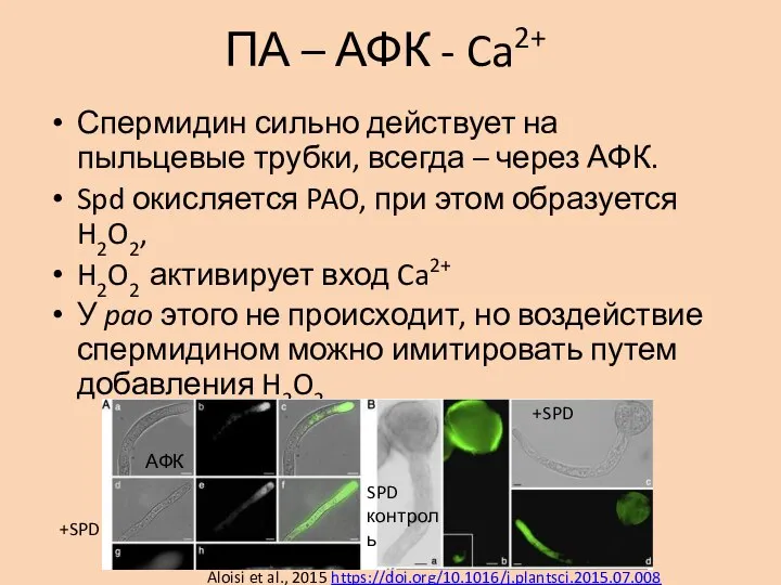 ПА – АФК - Ca2+ Спермидин сильно действует на пыльцевые трубки, всегда