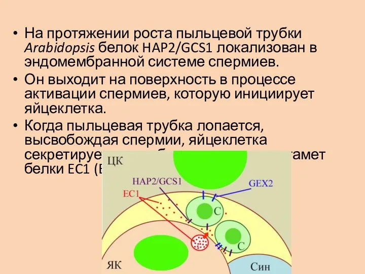 На протяжении роста пыльцевой трубки Arabidopsis белок HAP2/GCS1 локализован в эндомембранной системе