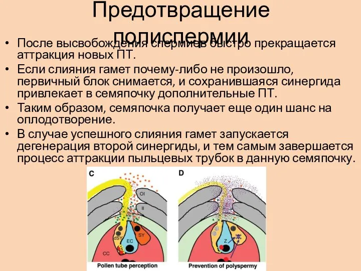 Предотвращение полиспермии После высвобождения спермиев быстро прекращается аттракция новых ПТ. Если слияния