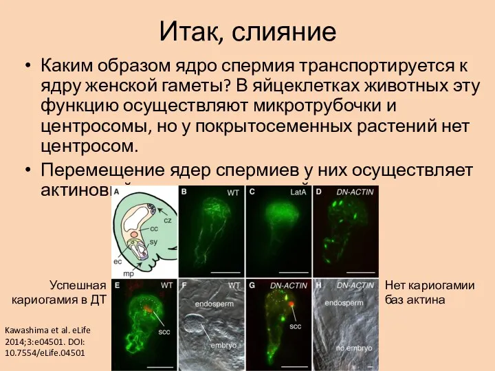 Итак, слияние Каким образом ядро спермия транспортируется к ядру женской гаметы? В