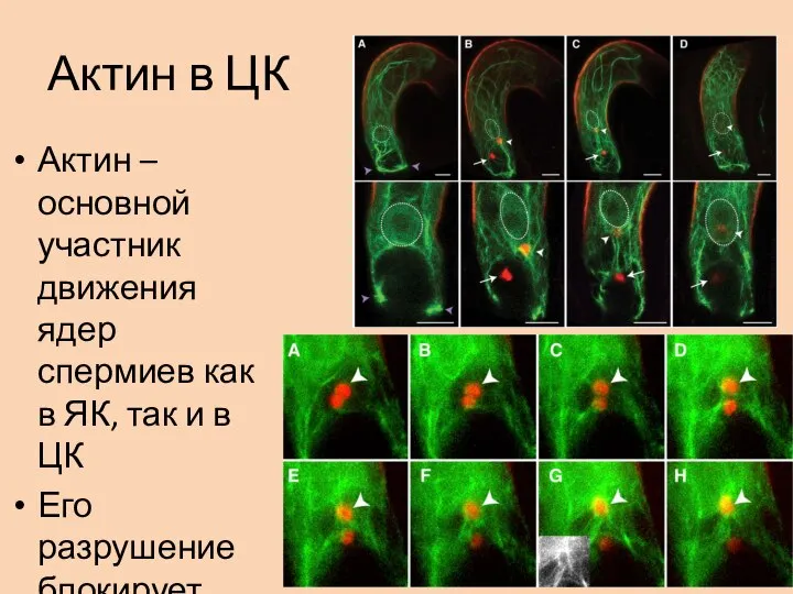 Актин в ЦК Актин – основной участник движения ядер спермиев как в