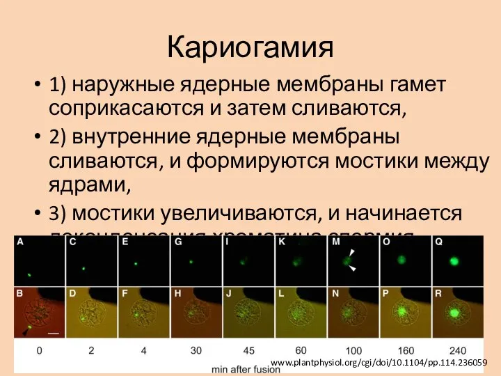 Кариогамия 1) наружные ядерные мембраны гамет соприкасаются и затем сливаются, 2) внутренние