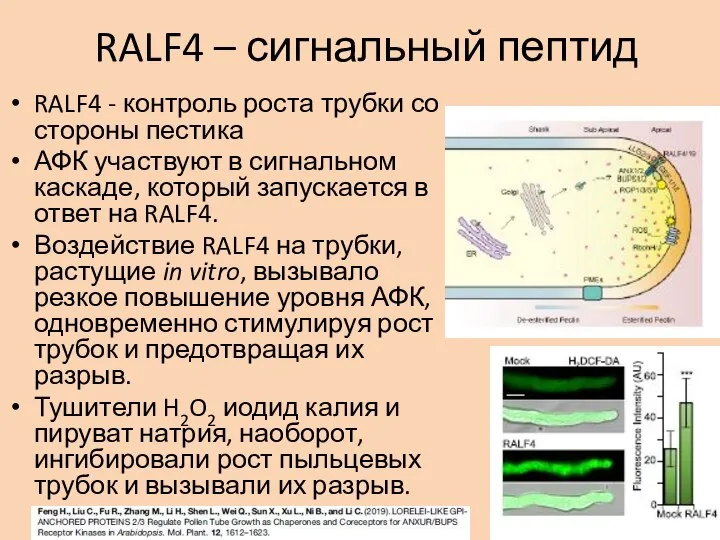 RALF4 – сигнальный пептид RALF4 - контроль роста трубки со стороны пестика