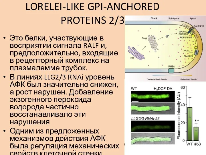 LORELEI-LIKE GPI-ANCHORED PROTEINS 2/3 Это белки, участвующие в восприятии сигнала RALF и,