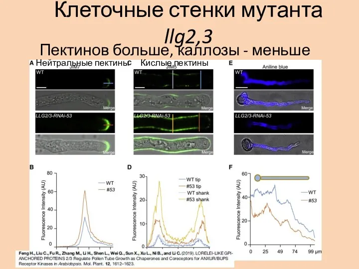 Клеточные стенки мутанта llg2,3 Пектинов больше, каллозы - меньше Нейтральные пектины Кислые пектины