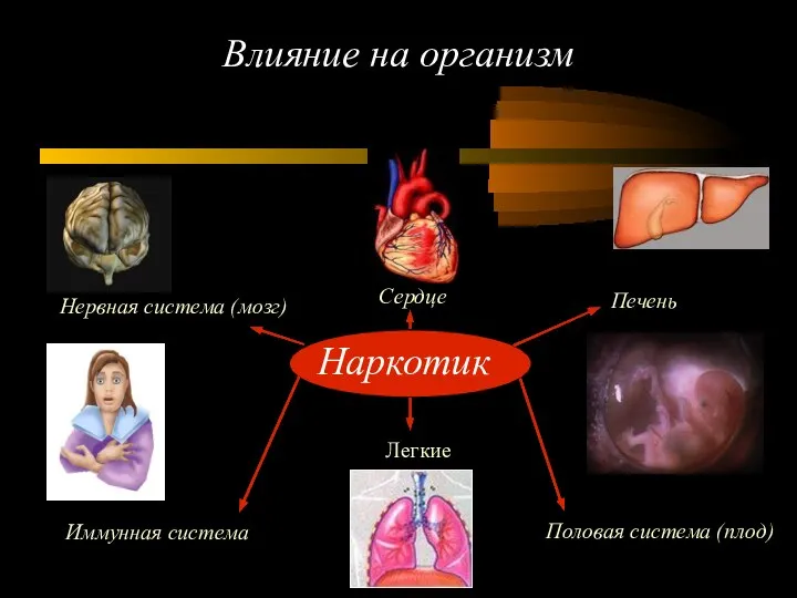 Влияние на организм Наркотик Нервная система (мозг) Иммунная система Сердце Печень Легкие Половая система (плод)