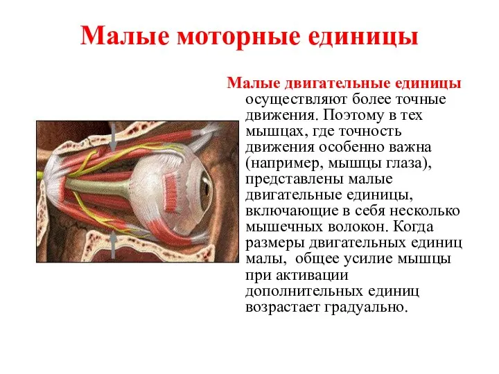 Малые моторные единицы Малые двигательные единицы осуществляют более точные движения. Поэтому в