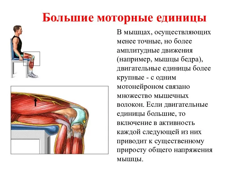 Большие моторные единицы В мышцах, осуществляющих менее точные, но более амплитудные движения