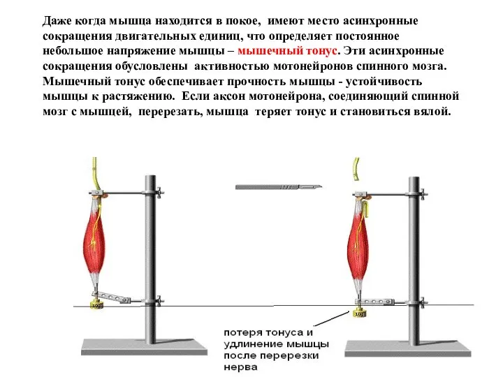 Даже когда мышца находится в покое, имеют место асинхронные сокращения двигательных единиц,