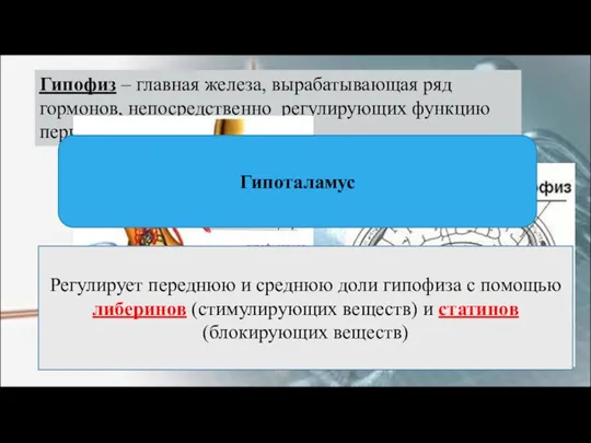 Гипофиз – главная железа, вырабатывающая ряд гормонов, непосредственно регулирующих функцию периферических желез