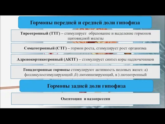 Тиреотропный (ТТГ) – стимулирует образование и выделение гормонов щитовидной железы Соматотропный (СТГ)