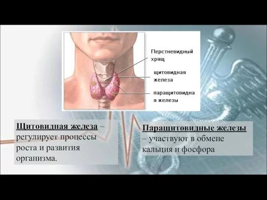 Щитовидная железа – регулирует процессы роста и развития организма. Паращитовидные железы –