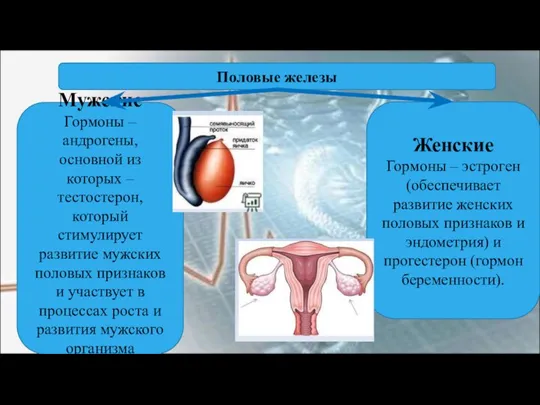 Половые железы Мужские Гормоны – андрогены, основной из которых – тестостерон, который