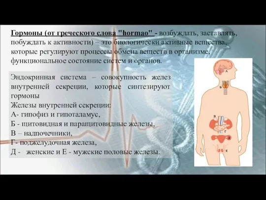 Эндокринная система – совокупность желез внутренней секреции, которые синтезируют гормоны Железы внутренней