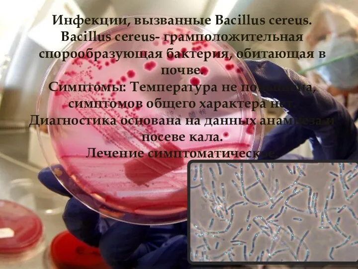 Инфекции, вызванные Bacillus cereus. Bacillus cereus- грамположительная спорообразующая бактерия, обитающая в почве.