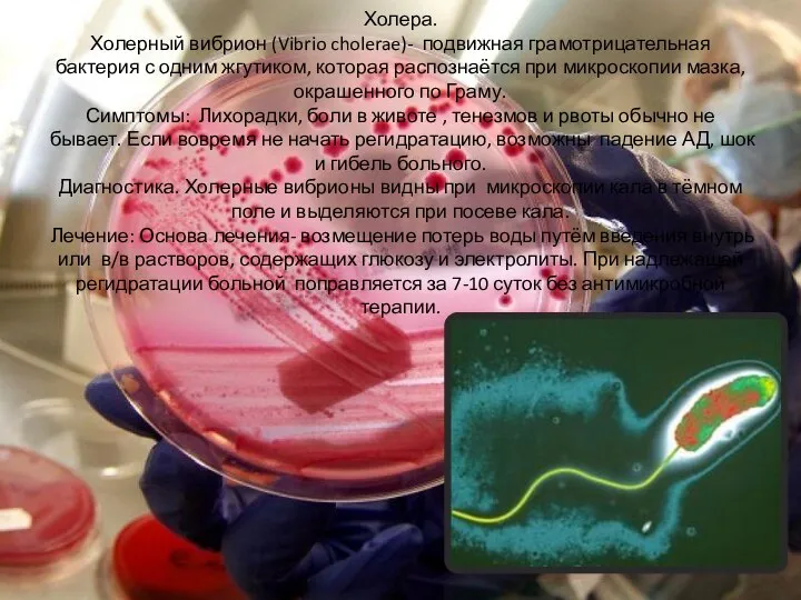 Холера. Холерный вибрион (Vibrio cholerae)- подвижная грамотрицательная бактерия с одним жгутиком, которая