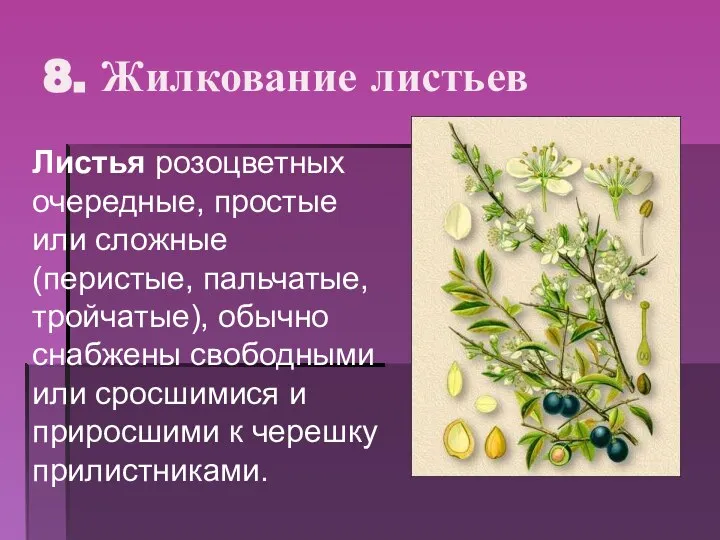 8. Жилкование листьев Листья розоцветных очередные, простые или сложные (перистые, пальчатые, тройчатые),