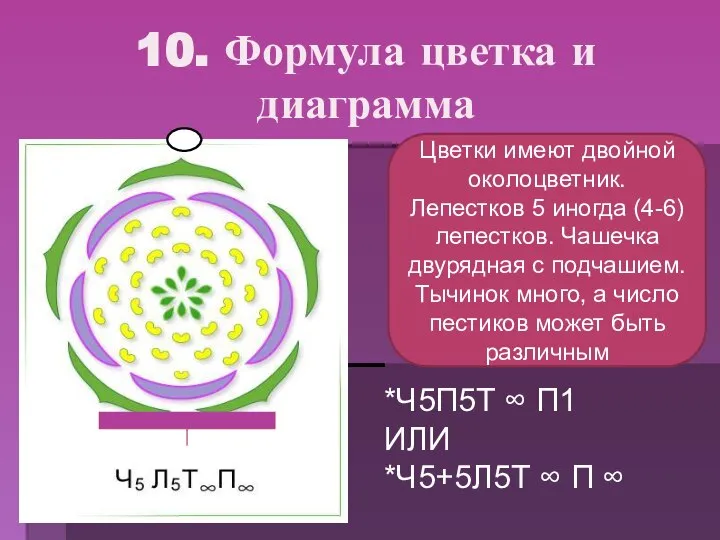 10. Формула цветка и диаграмма Цветки имеют двойной околоцветник. Лепестков 5 иногда