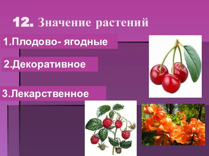 12. Значение растений 1.Плодово- ягодные 2.Декоративное 3.Лекарственное