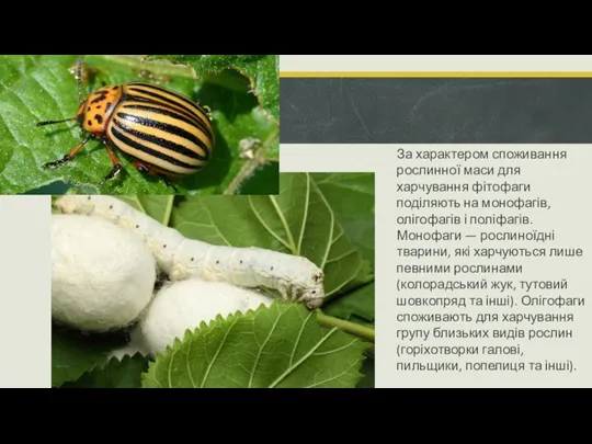 За характером споживання рослинної маси для харчування фітофаги поділяють на монофагів, олігофагів