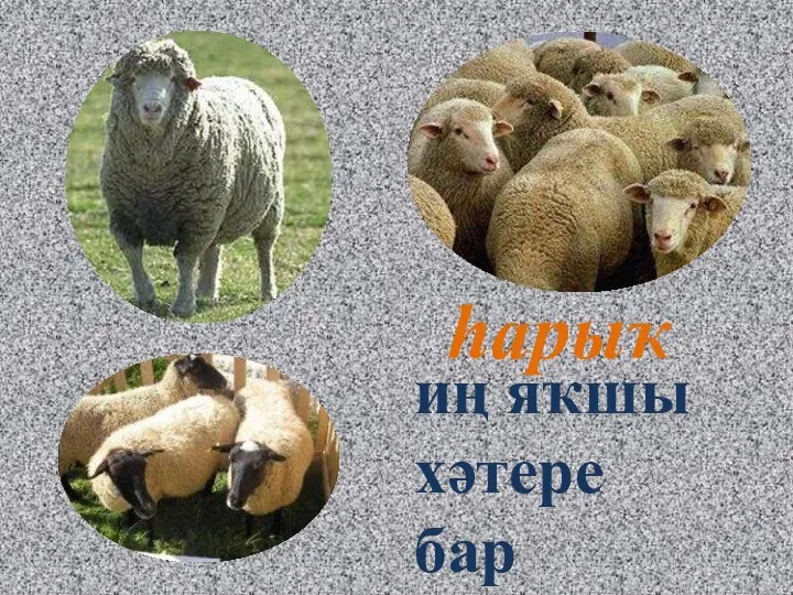 һарыҡ иң яҡшы хәтере бар