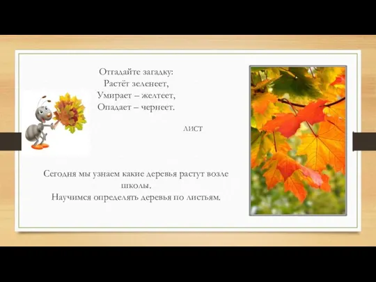 Отгадайте загадку: Растёт зеленеет, Умирает – желтеет, Опадает – чернеет. Сегодня мы