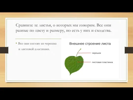 Сравните те листья, о которых мы говорим. Все они разные по цвету