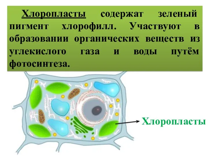 Хлоропласты Хлоропласты содержат зеленый пигмент хлорофилл. Участвуют в образовании органических веществ из